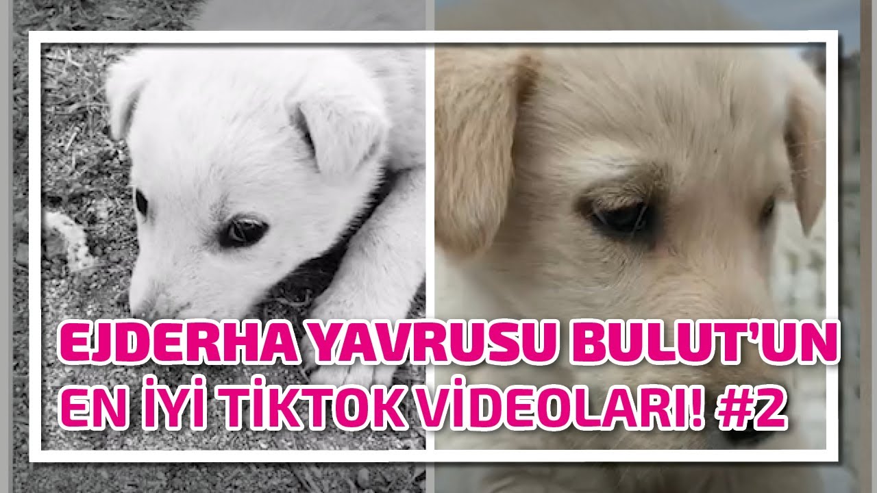 EJDERHA YAVRUSU BULUT'UN EN İYİ TİKTOK VİDEOLARI! #2