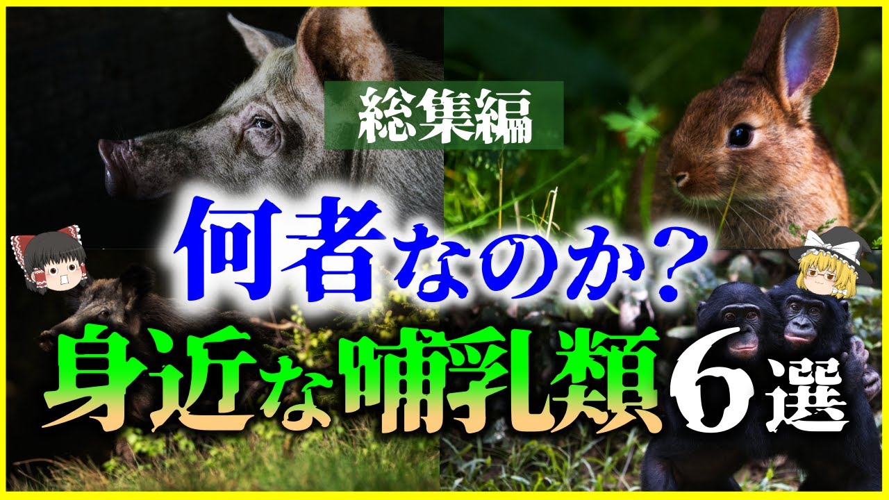 【ゆっくり解説】【総集編】何者なのか？身近な哺乳類6選を解説/ブタ、ウサギ、ボノボ、イノシシ、カピバラ他＜睡眠用＞＜作業用＞