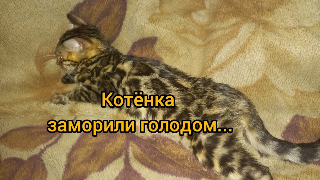 Горе покупатели... Понос у котёнка... Морили голодом около месяца...