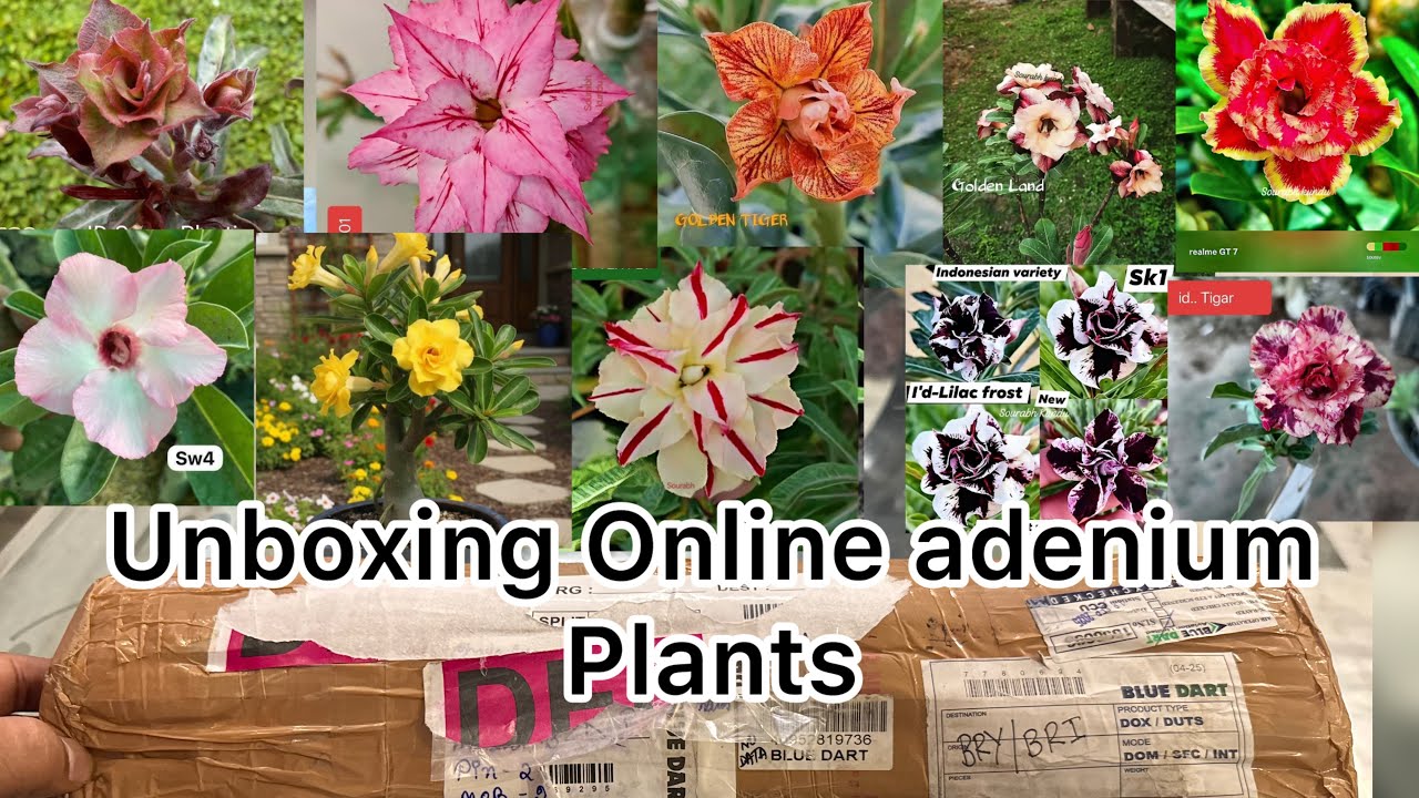 Unboxing Adenium Plants || Online Imported Adenium Plant Shopping And Repotting !