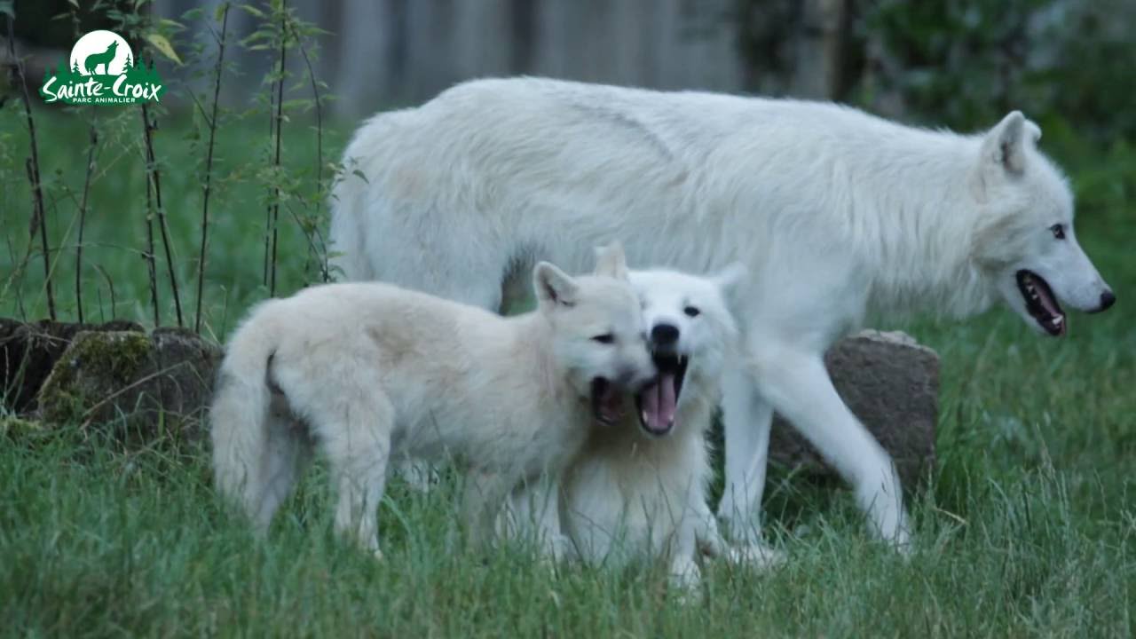 louveteau blanc joue avec sa meute - Parc Sainte-Croix - aout 2016