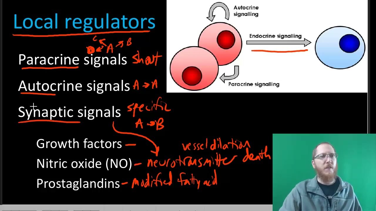 AP Bio: The Endocrine System - Part 1