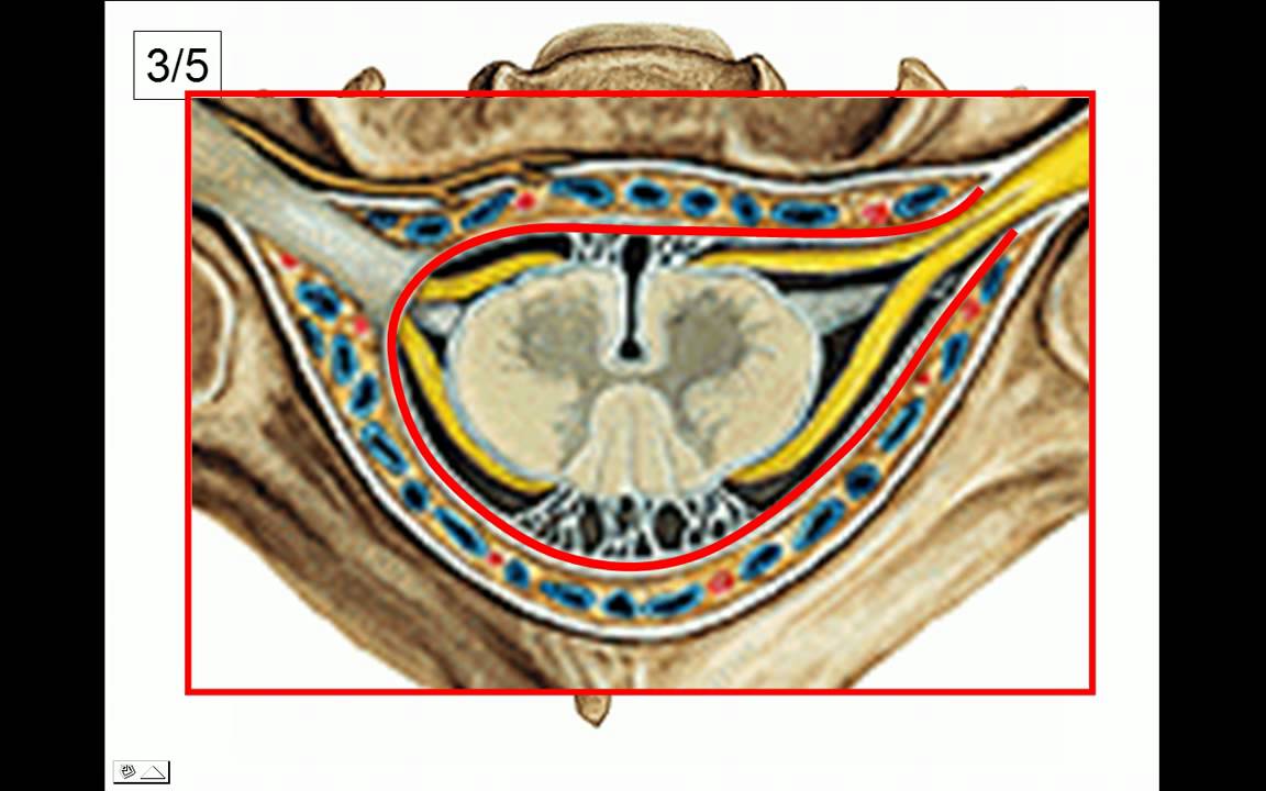 M&Eacute;DULA 1