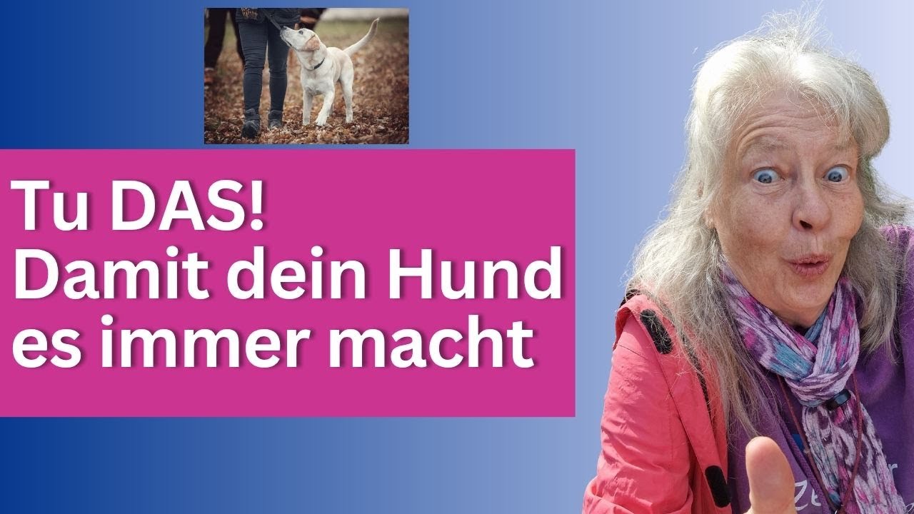 Warum es sich lohnt, den Hund zu belohnen - auch, wenn er es schon kann