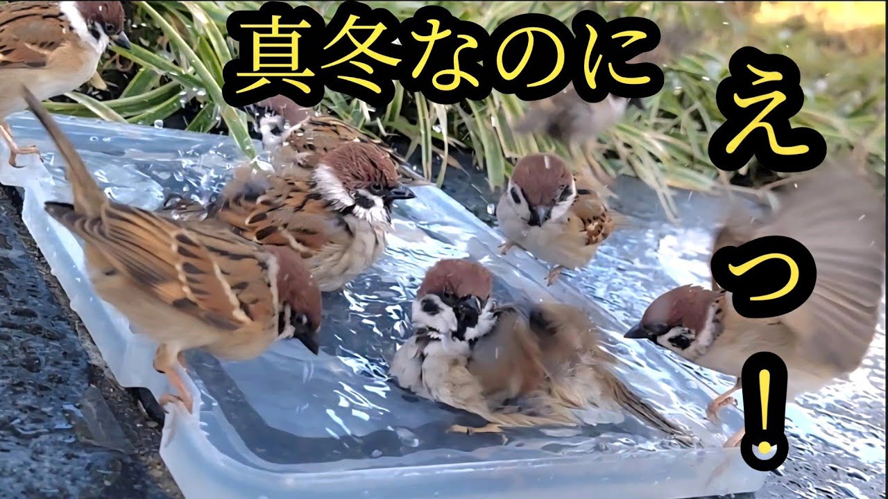 大はしゃぎで水浴び！歓喜の鳴き声【すずめ日記】