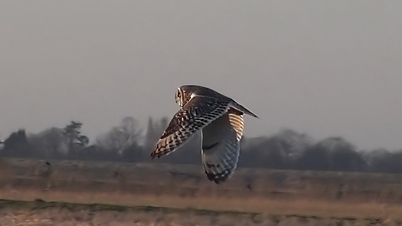 Short-eared Owls Hunting @ Eldernell