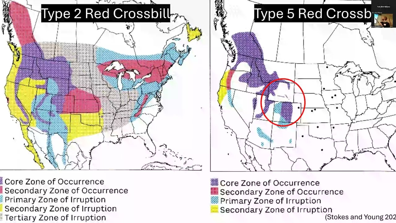 Differences in Movement and Habitat Use Between Two Call Types of Red Crossbills