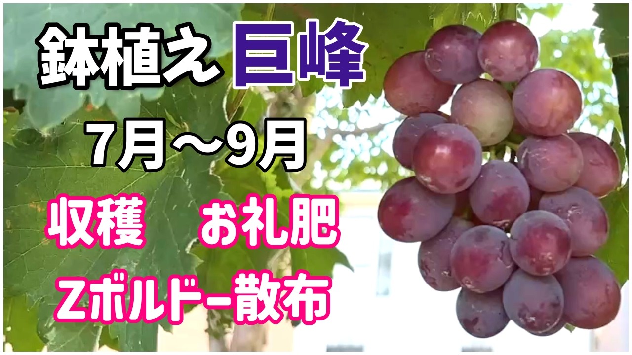 【鉢植え巨峰】7月からのお世話/収穫/お礼肥/薬剤散布/来年の収穫に向けて