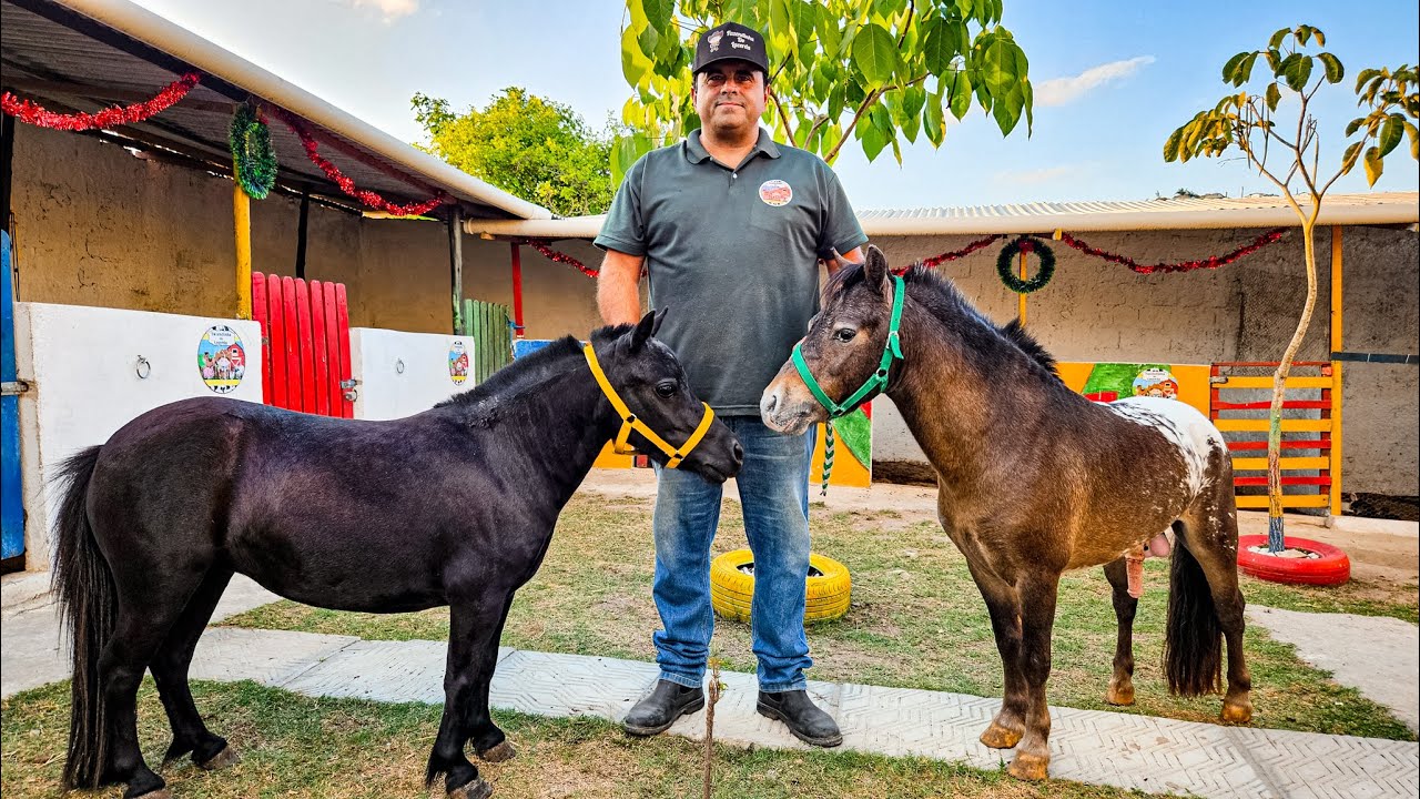 PÔNEIS Á VENDA DIRETO DA FAZENDINHA DO LACERDO EM GRAVATÁ PE!!