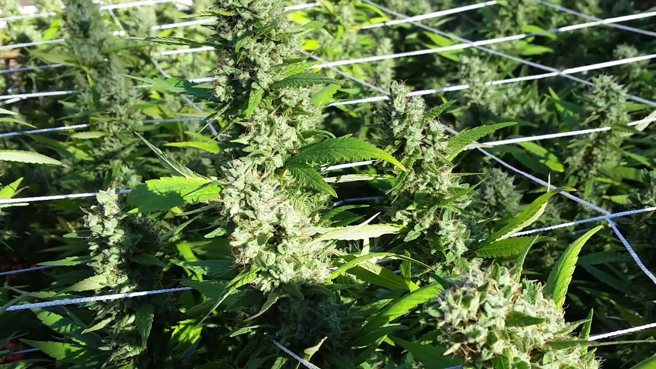 Close-up Bud shots (part 1 of 10)