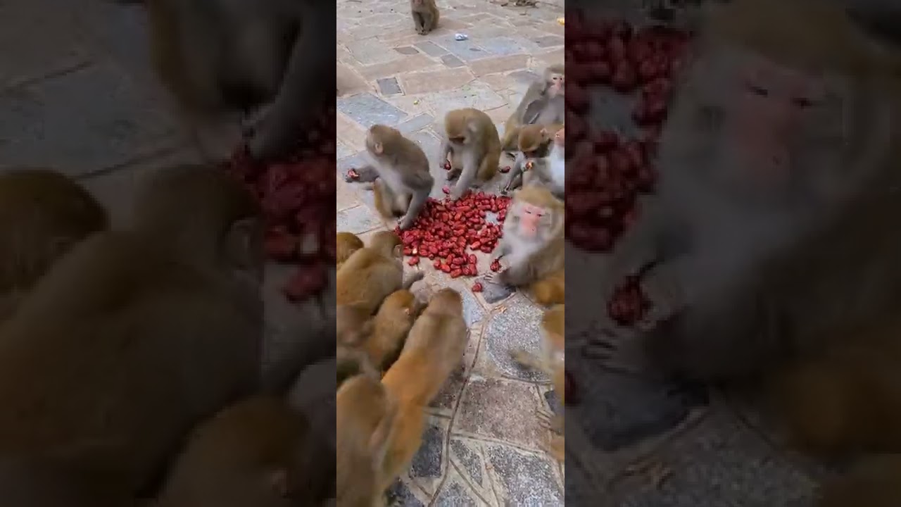 Pitiful abandoned adorable monkeys 64