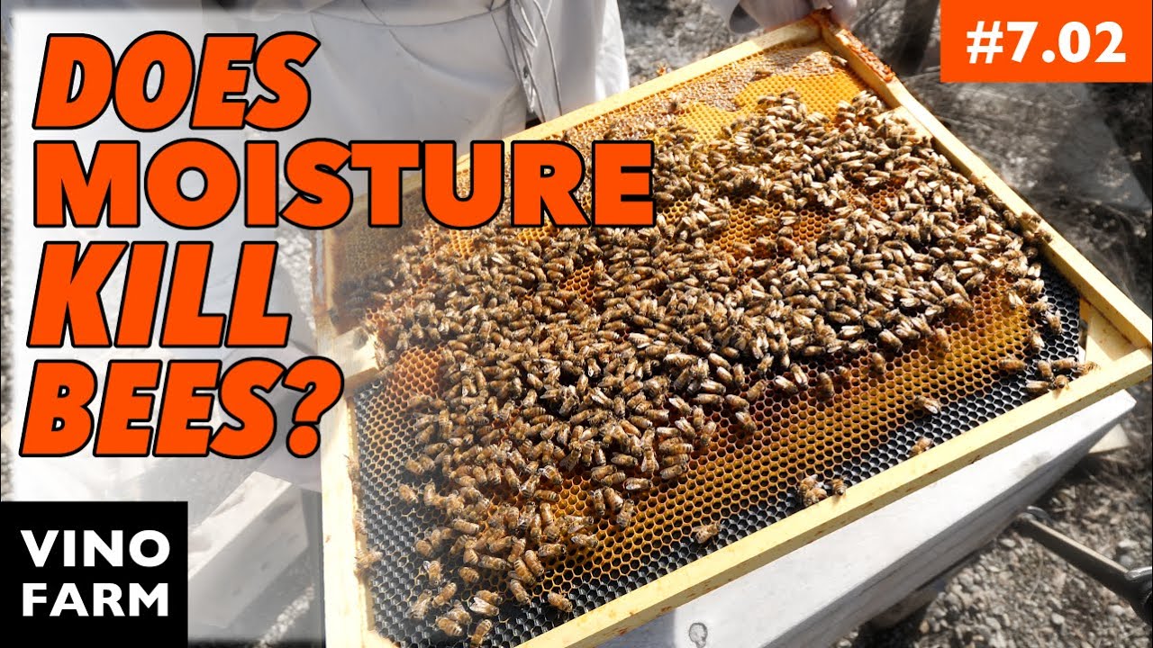 A FLAW In My Hive Design... (So How Are The Bees?)