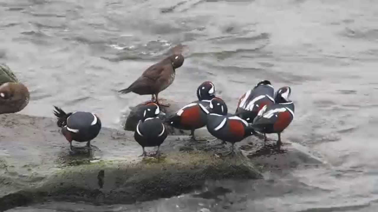 Harlequin Ducks in Iceland