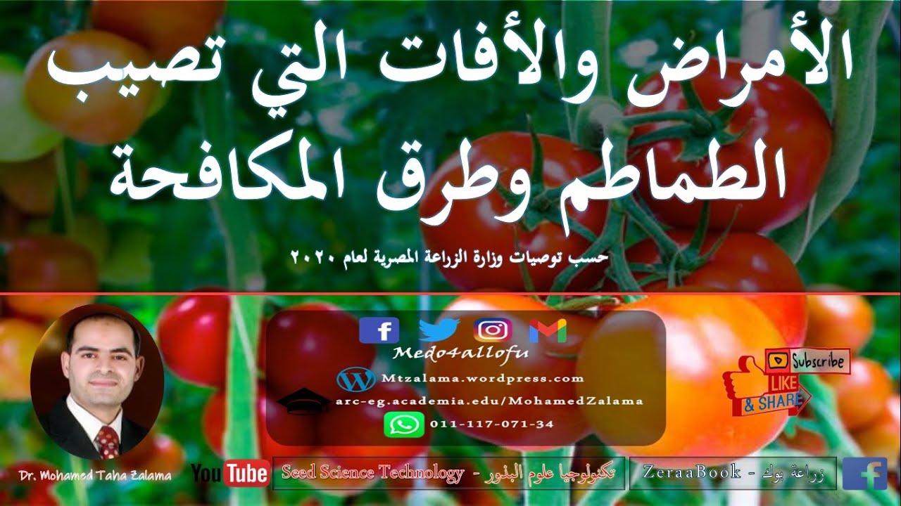 #طرق_مكافحة_الأمراض_والأفات│#الامراض_والافات_التي_تصيب_الطماطم