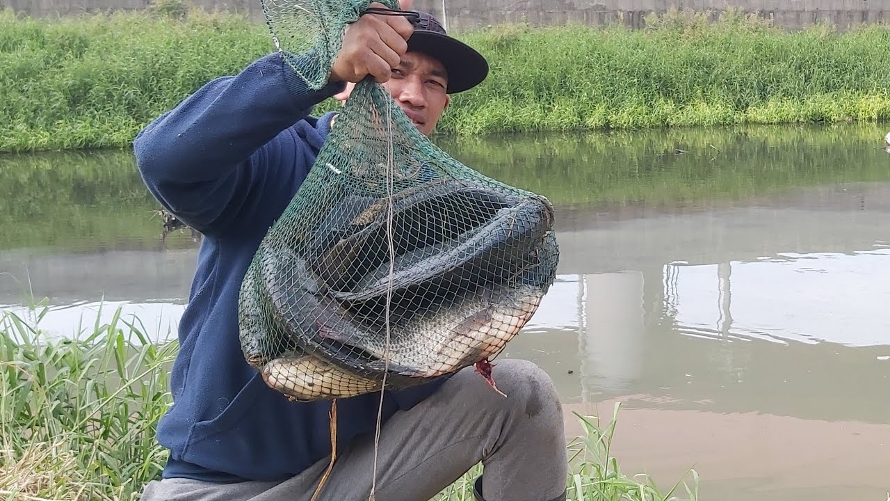 Mancing Ikan Nila liar babon terbanyak Tepat di Sarangnya.....Umpan INI Yang Saya Pakai !! Part 2