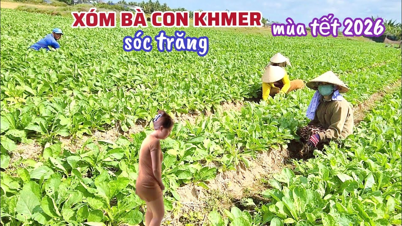 Bất Ngờ Vùng Quê Xóm Bà Con Người Khmer Sóc Trăng Sinh Sống, Làng Trồng Trọt Quanh Năm Mùa Tết 2026