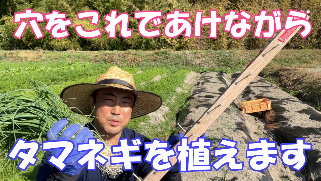 タマネギは自作マルチ穴あけ機であけながら植えます。ただマルチの下にたまねぎできます。