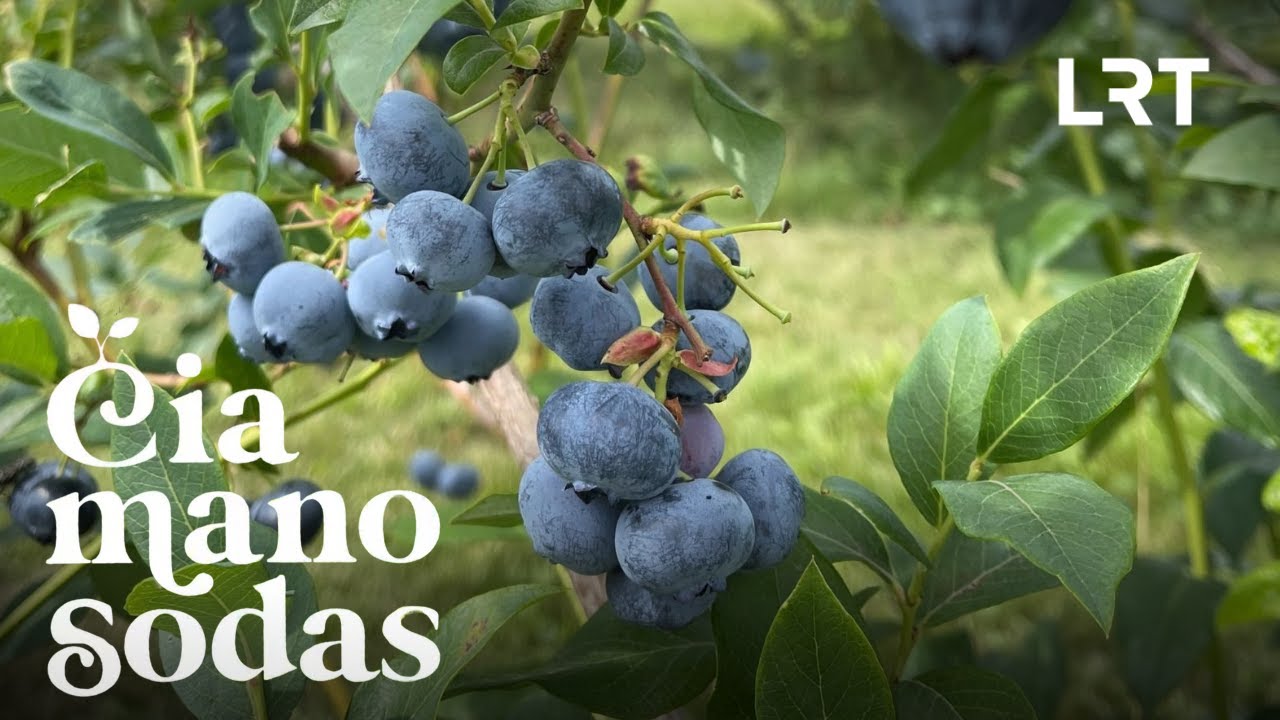 Čia mano sodas. Ūkininkas atskleidė, kada uogų ir vaisių auginimas gali atsipirkti