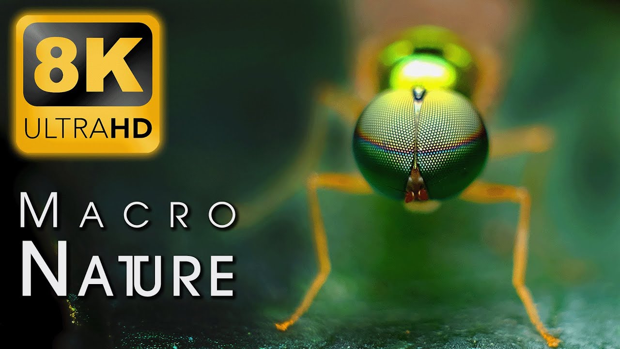 MACRO NATURE 8K Video Ultra HD 60fps HDR