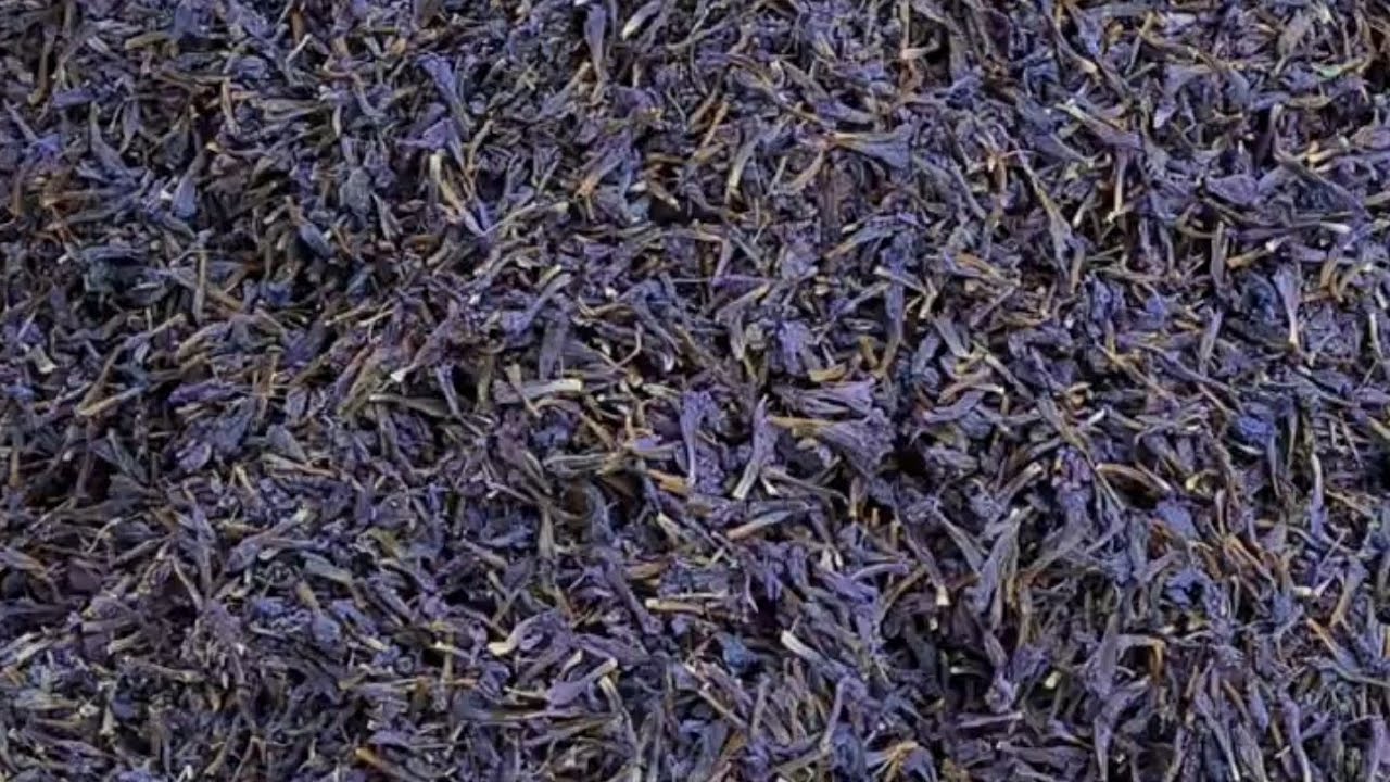 Gul e gaozaban. Borage flowers. गुल गावजबां। گلٍ گاؤزباں ۔