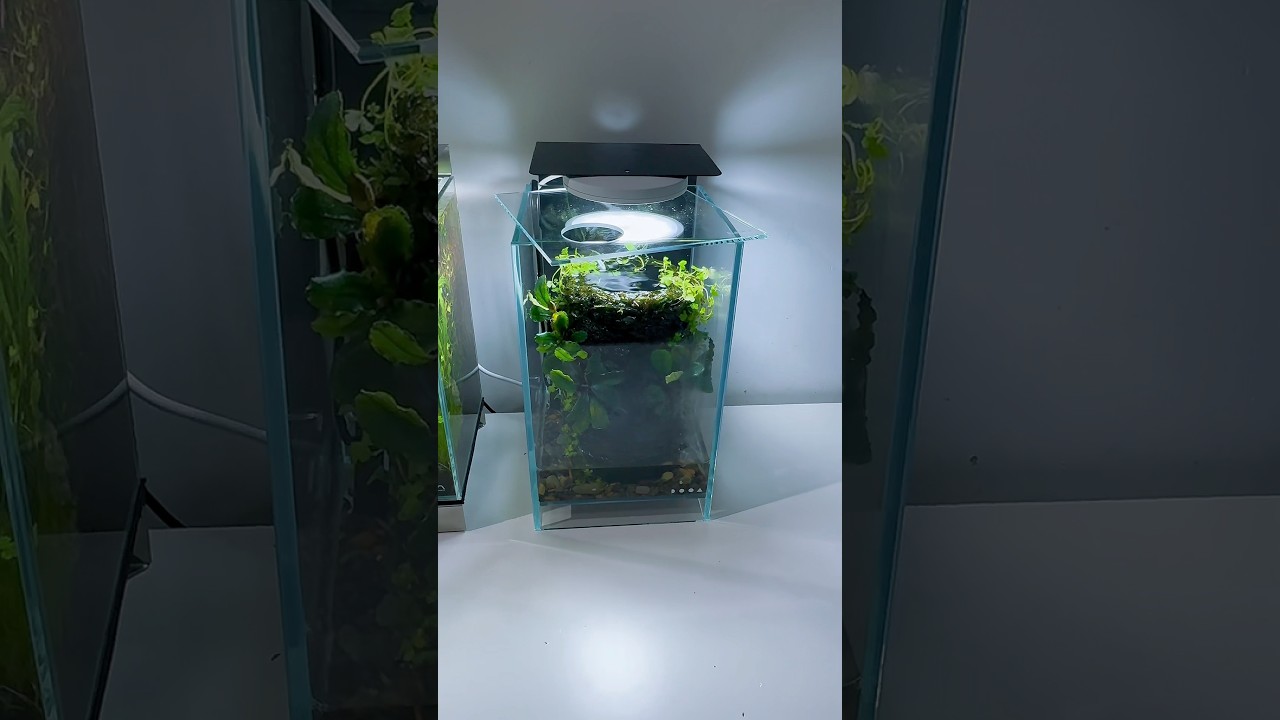 DOOA Terra Base Setup #aquascapemini #paludarium #terrarium
