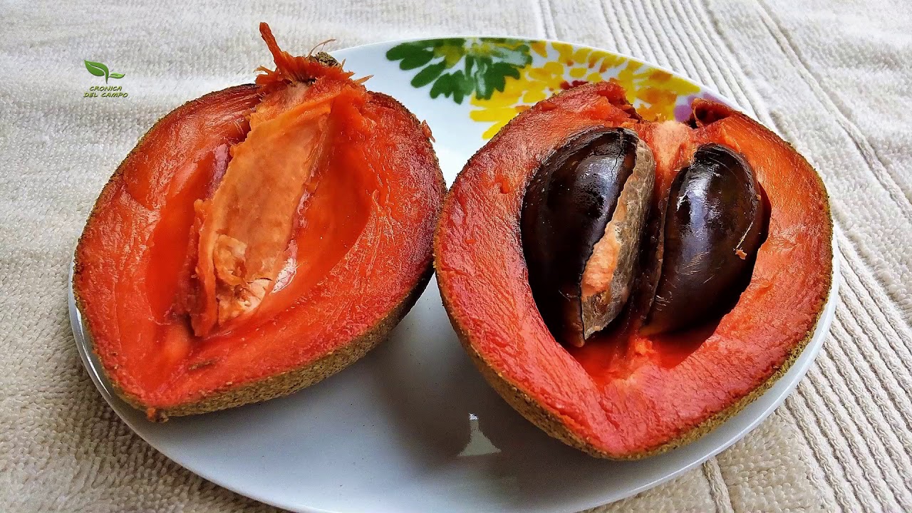 COPLACA TRANSMITE :  EL MAMEY