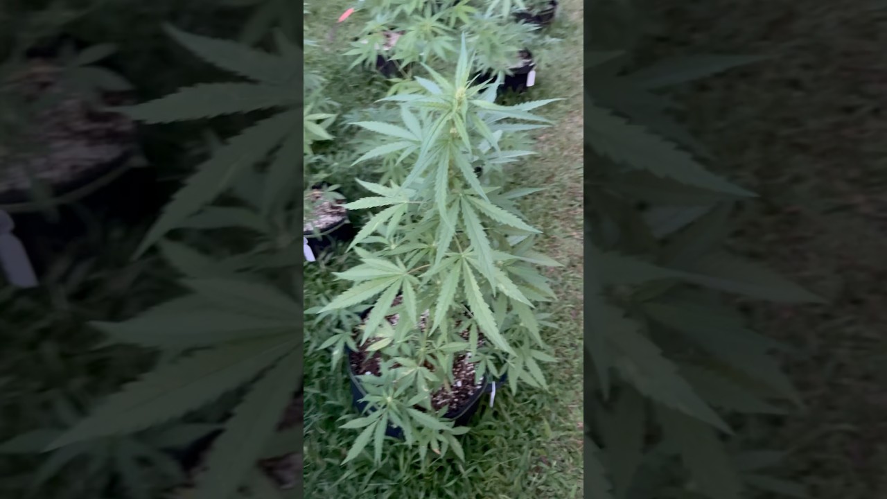 Super Critical  #2 Day 40 | Homegrown Cannabis in Tropical Thailand | Weed Outdoor Grow | #BudHead