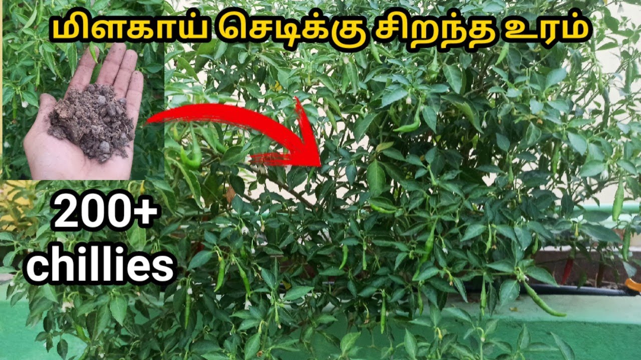 மிளகாய் செடிக்கு சிறந்த உரம் | Grow chilli plant easily |200+ chillies in single plant