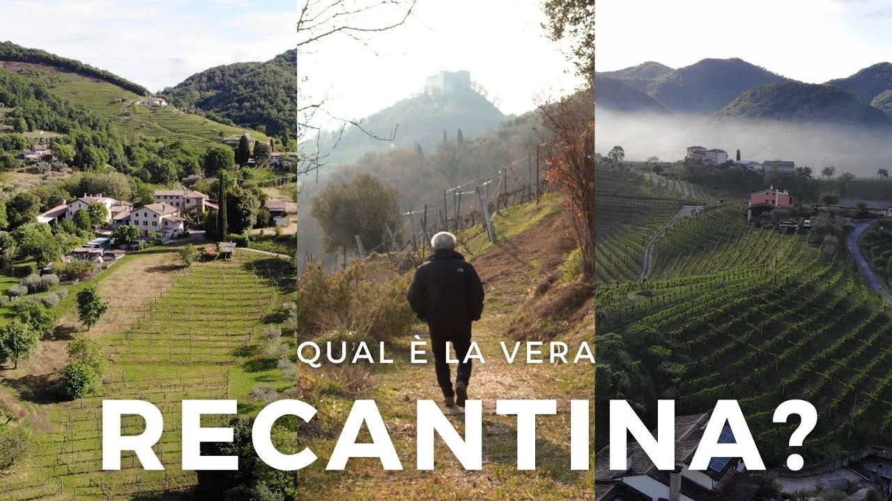 Spinosa storia delle “Recantine” tra Maser, Castelcucco e Asolo: un vino di cui si discute l’origine