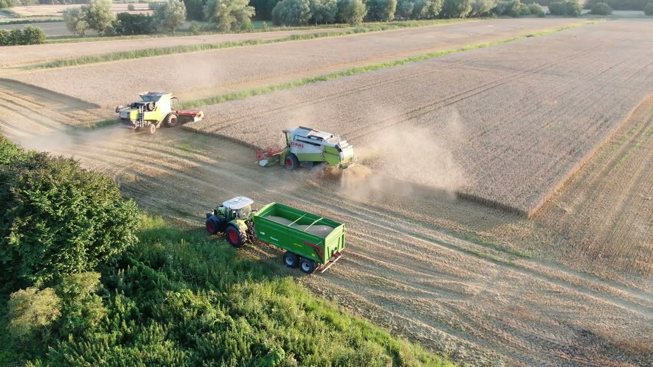 Żniwa pszenicy 2024 na dwa Claasy w GR Iwaniszewski, Claas Trion 660 i Claas Lexion 440.