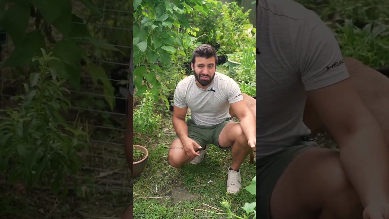 Выращивание стевии в саду