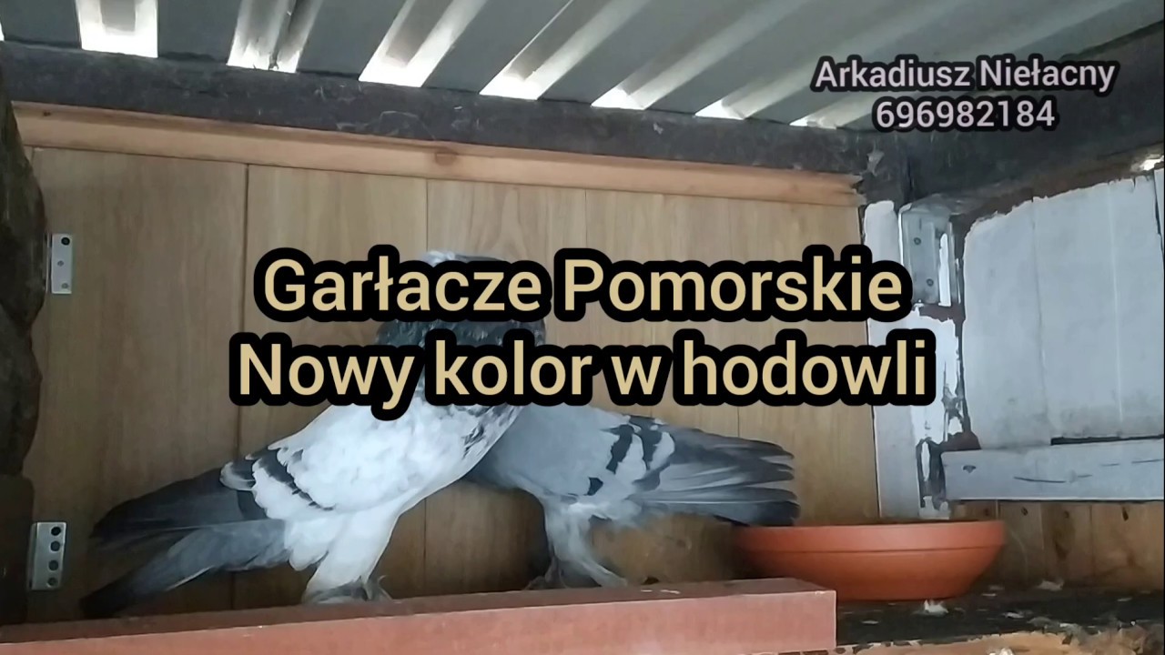 Garłacze Pomorskie, Pomeranian Pouter, Pommersche Kröpfer - nowy kolor - A.Niełacny 696982184