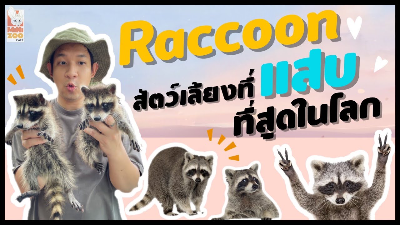 Raccoon สัตว์เลี้ยงที่ใครๆก็ว่าแสบที่สุดในโลก  Minizoo cafe EP.11