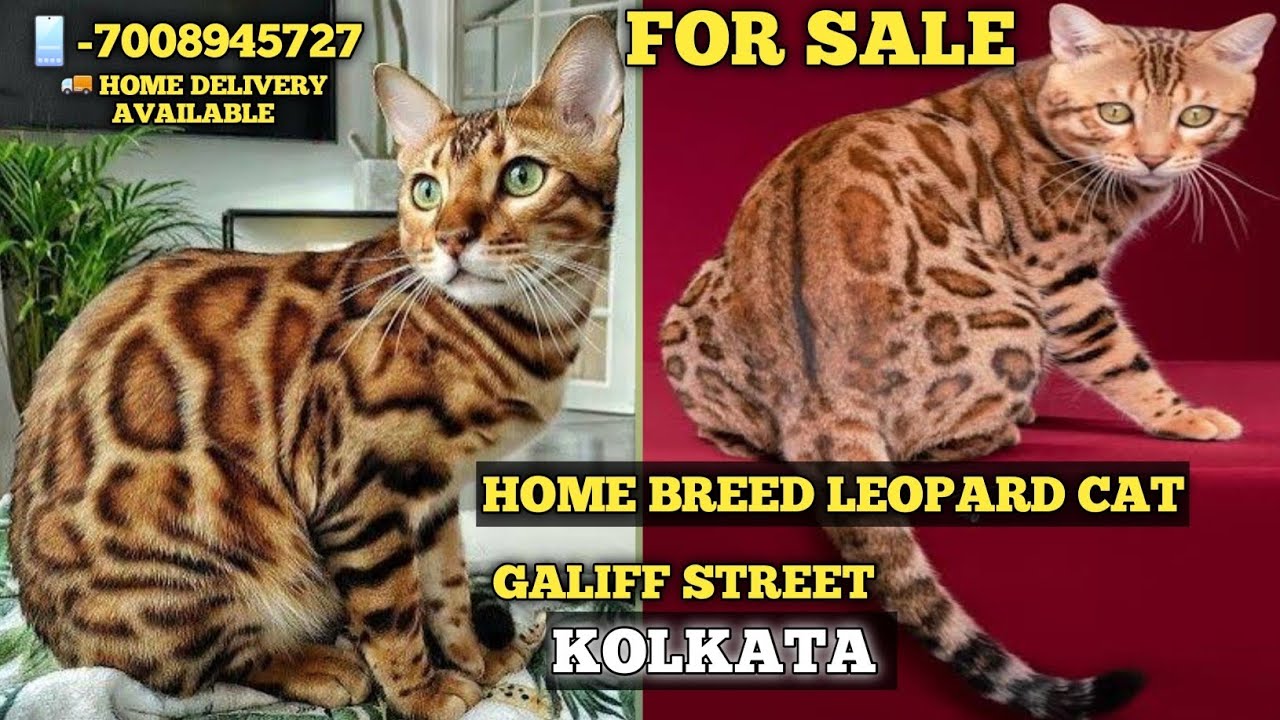 Top Quality Low Budget Bengal Cat Price Kolkata|Persian Cat |M-7008945727|Home Breed Kitten For Sale