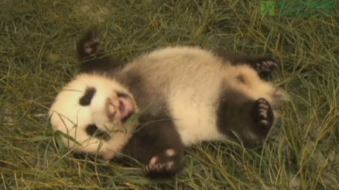 Cute panda cub: What would you name her?