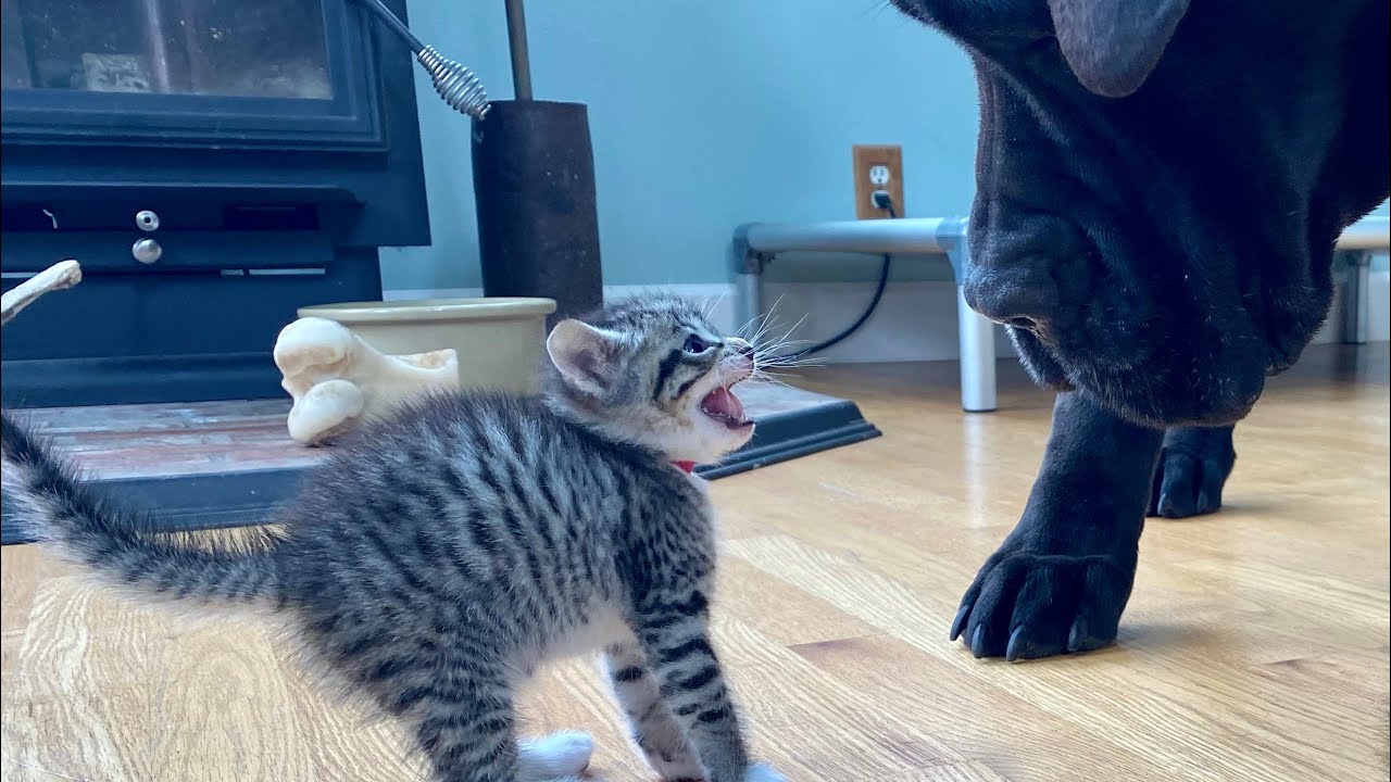 Sinus Rinse for URI in cat