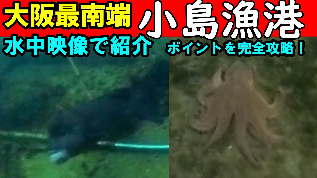 小島漁港の釣りスポットを水中映像で完全攻略！大阪最南端の釣り場を徹底解剖