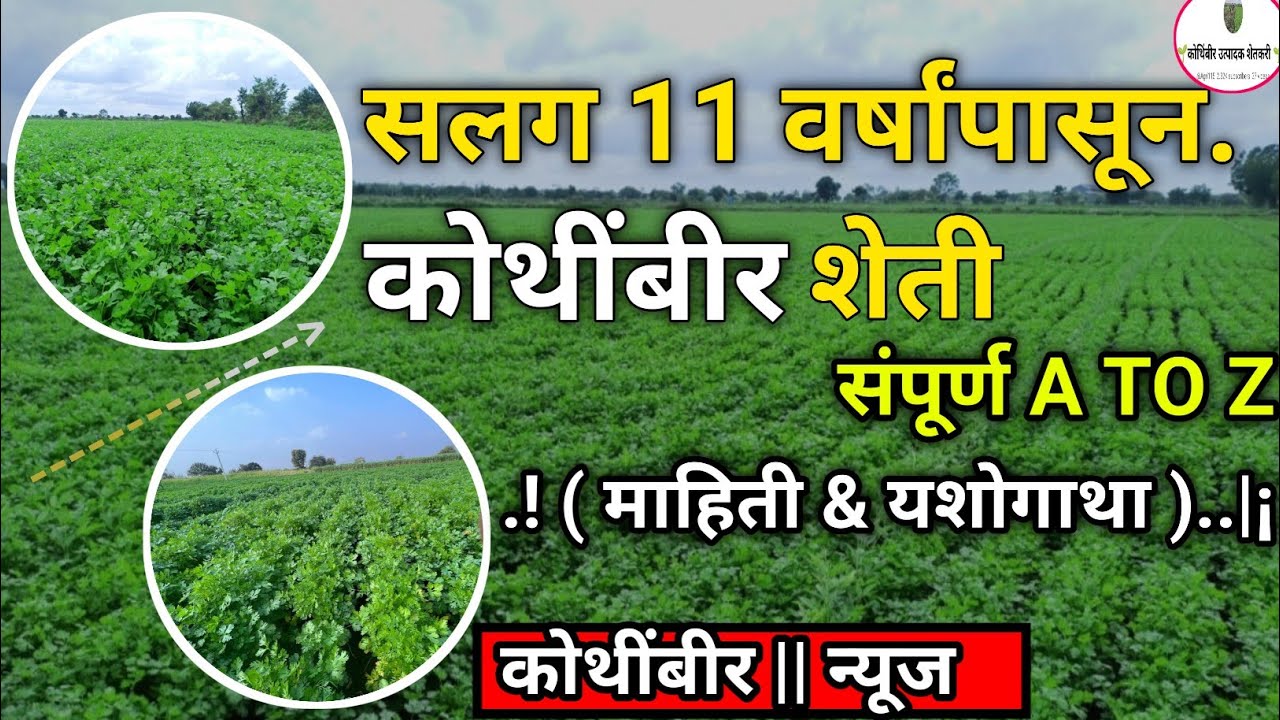 सलग 11 वर्षांपासून कोथींबीर पिकाचे दाट अनुभव | kothimbir bazar bhav | kothimbir lagwad | coriander