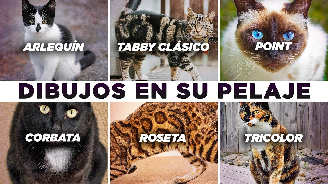 &iquest;Cual es el DIBUJO del PELAJE de TU GATO ?🎨😽 | Descubre TODOS los tipos y su origen 🌎🐈
