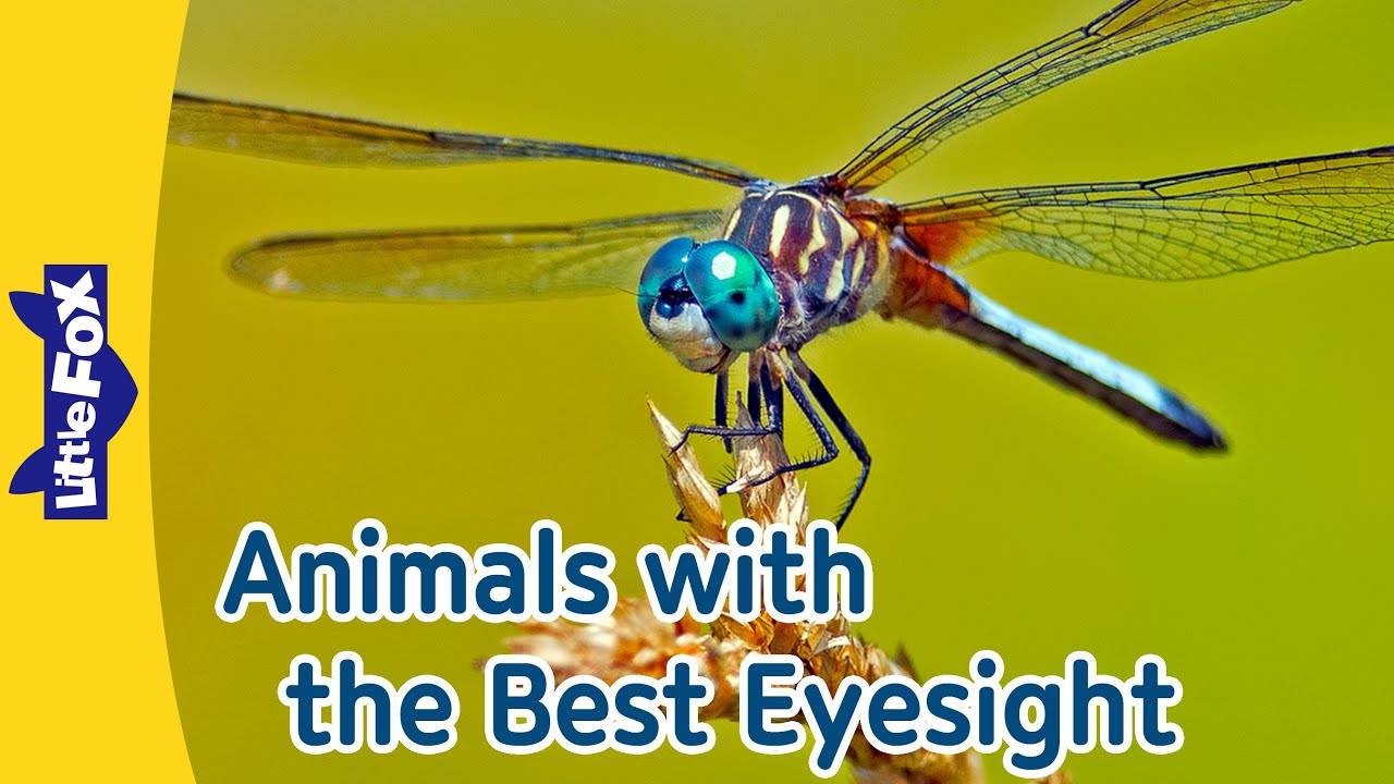 Dragonfly, Great White Shark, Cheetah, Peregrine Falcon, Owl | Animals with the Best Eyesight