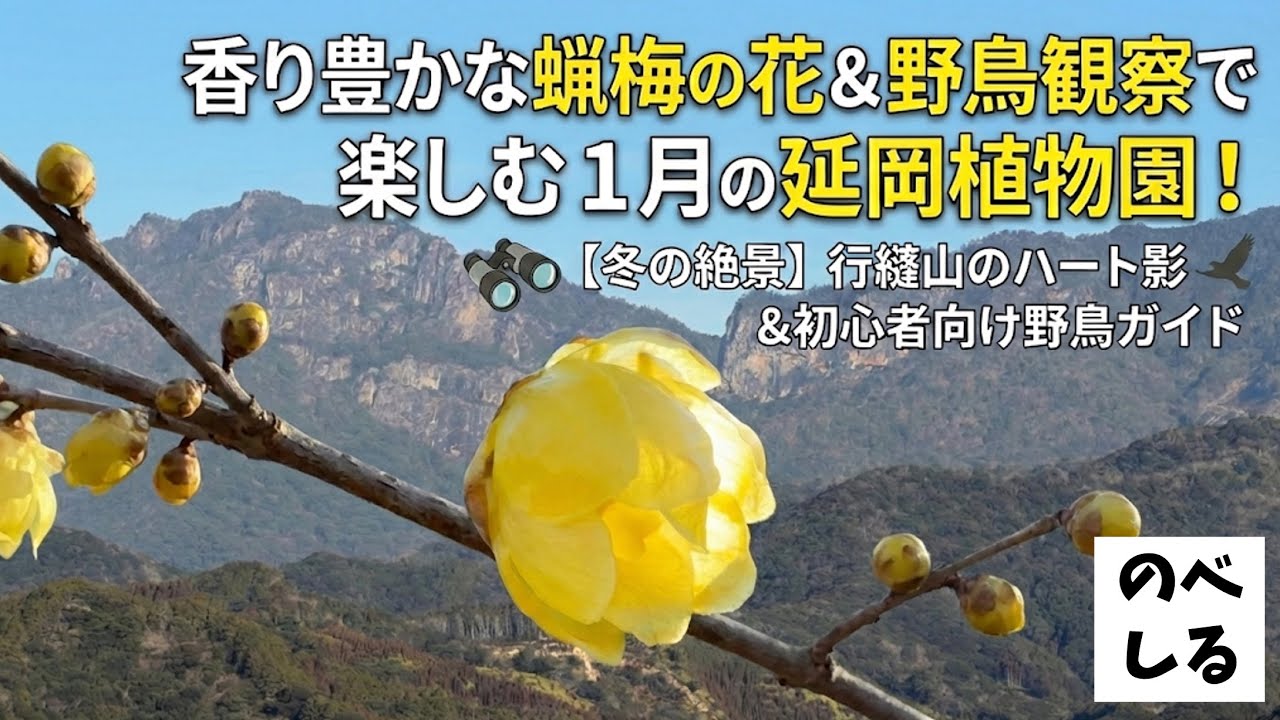 【散歩】香り豊かな蝋梅の花＆野鳥観察で楽しむ1月の延岡植物園！