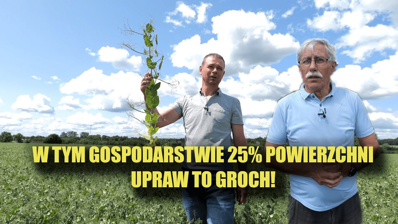 Jak uprawiać groch tak żeby zarobić? Prof. Grzebisz wyjaśnia!