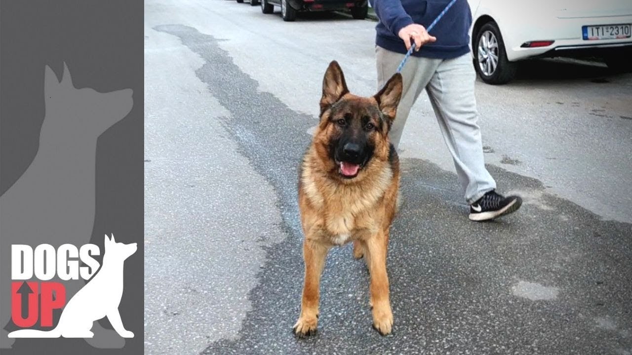 Γερμανικός Ποιμενικός 8 μηνών πριν και μετά την Βασική Εκπαίδευση