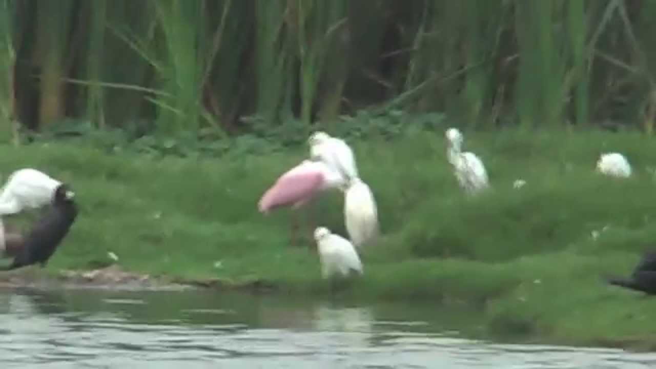 Rare Bird: Roseate Spoonbill, Platalea ajaja, esp&aacute;tula rosada, Rosal&ouml;ffler