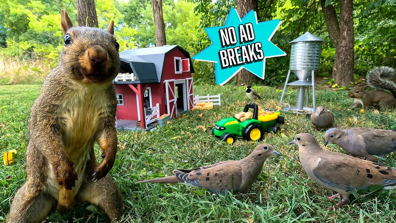 TV for Dogs & Cats: FARM EDITION 🧑‍🌾🚜 | 10 Hours of Squirrels & Birds | Background Ambience