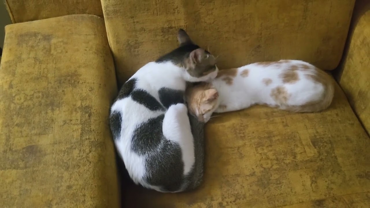 Pyar♥️  #catslove #cats #pyar #kittenkitten #cute 