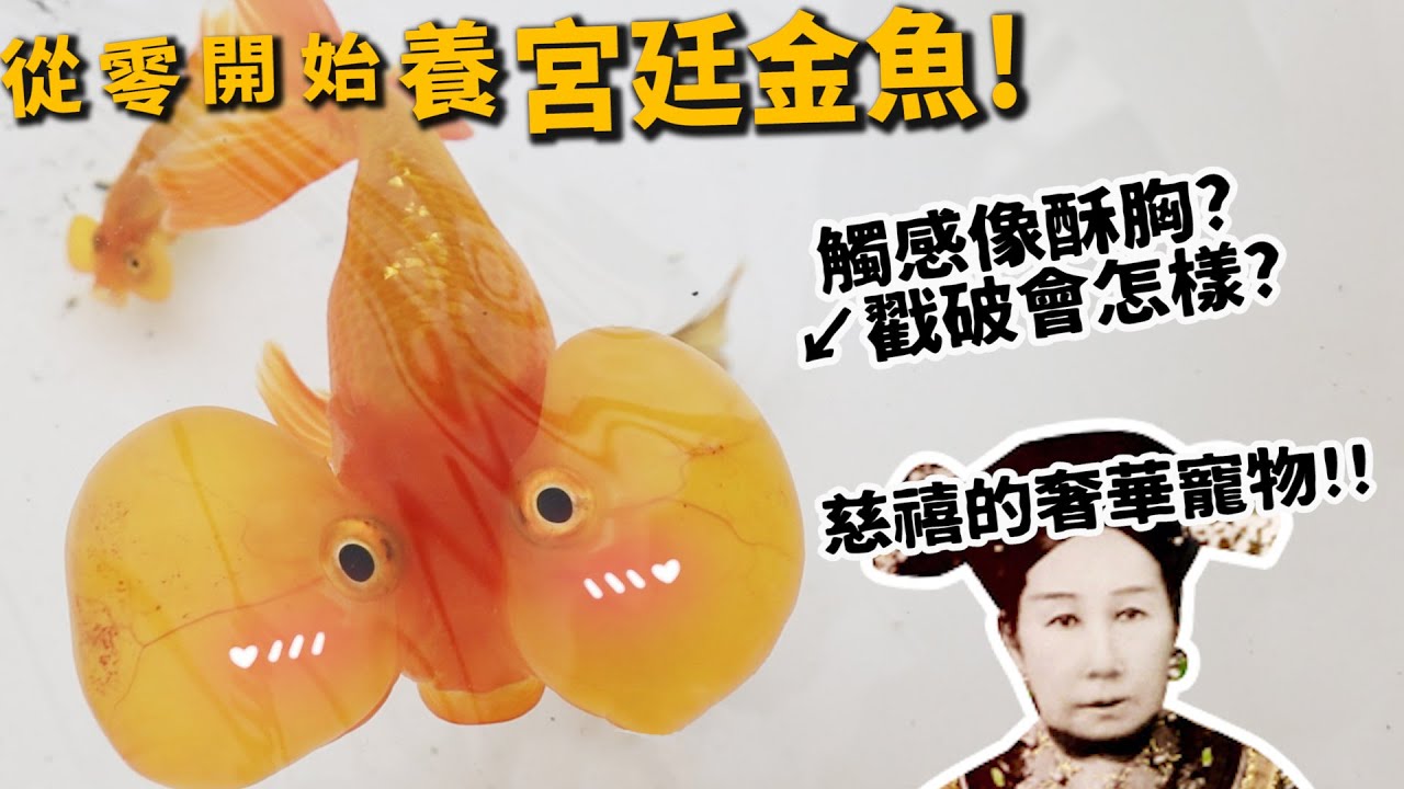 【從零開始養】宮廷金魚!乾隆慈禧的奢華寵物!金魚竟會走迷宮!【許伯簡芝】