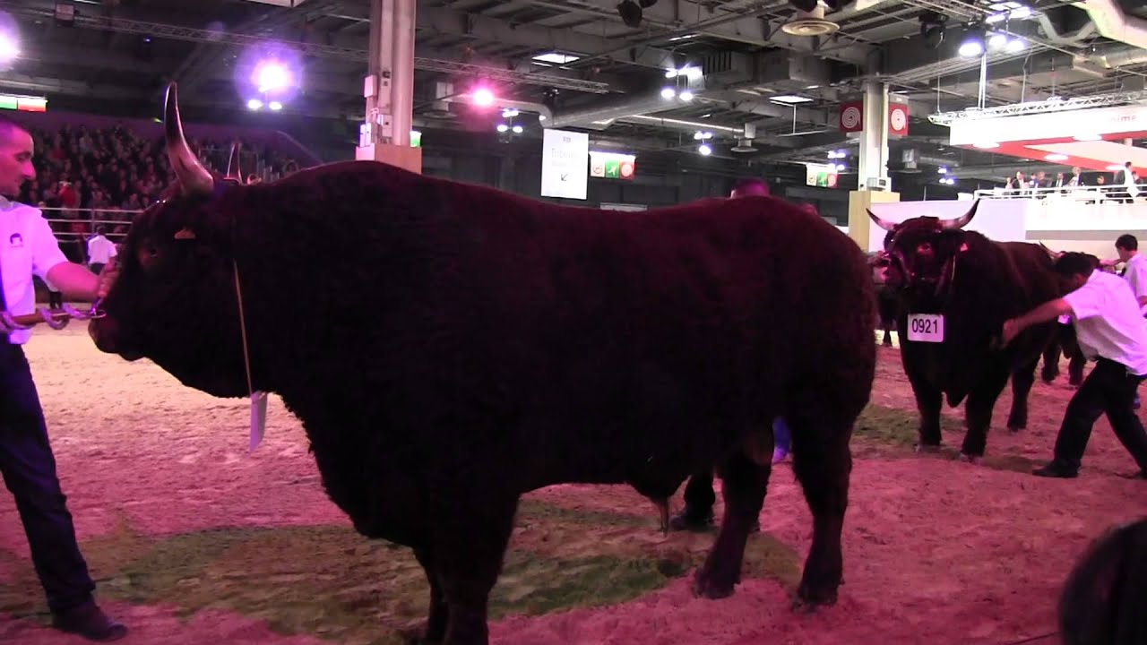 CGA Jersiaise et Salers SIA 2013