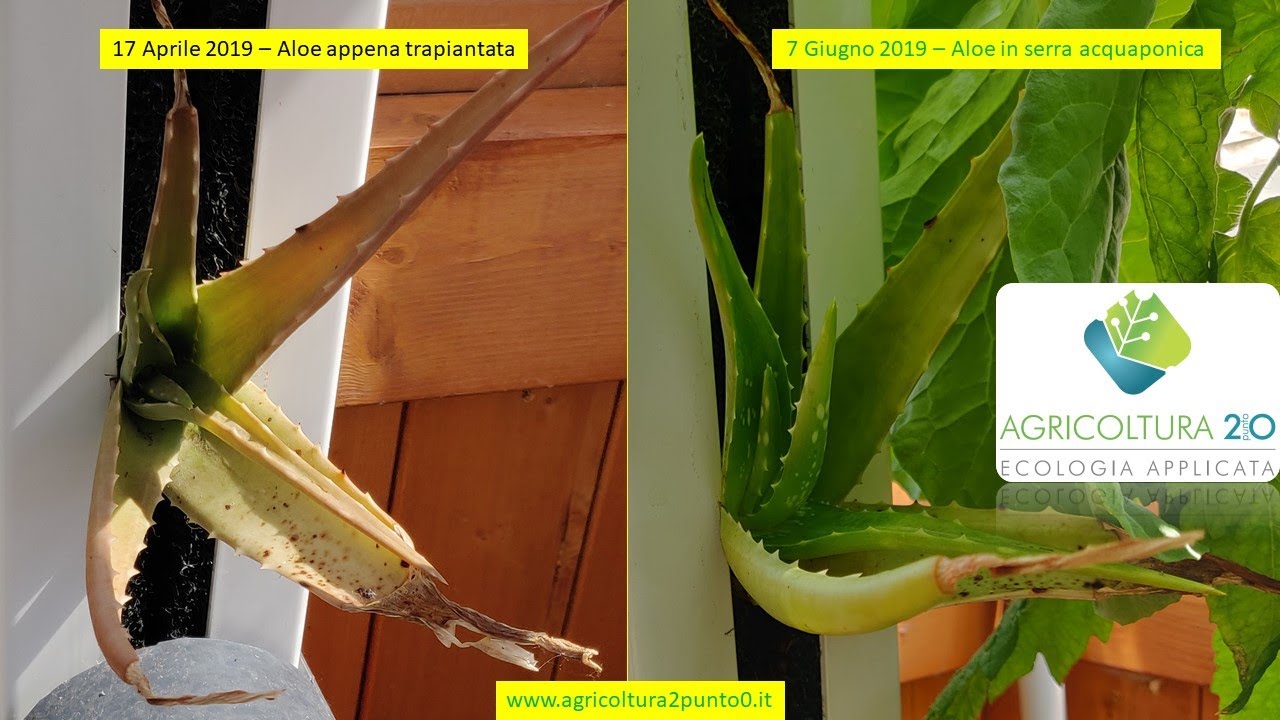 Avvio impianto fishless - AGRICOLTURA 2.0 è Acquaponica da competizione