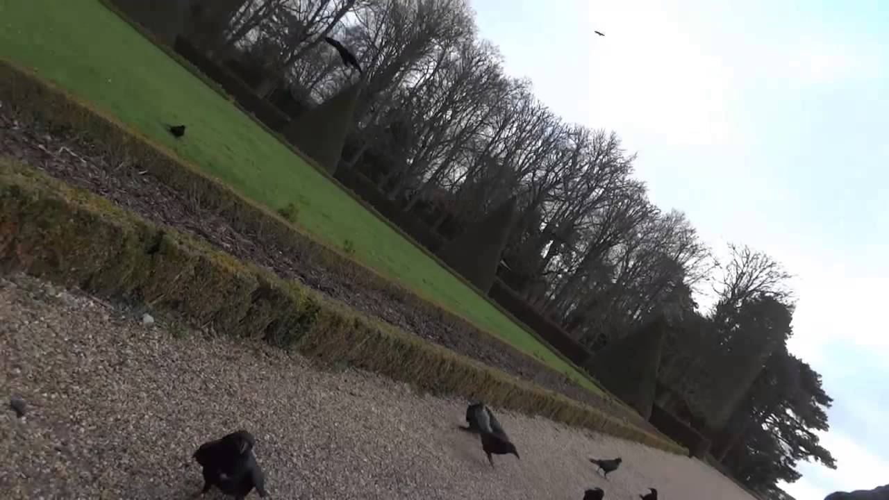 Tenue de Chien  Apprivoiser les corneilles 1ère partie 03/03/2014
